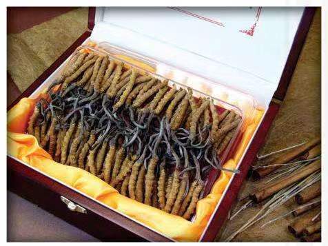 宁化冬虫夏草回收